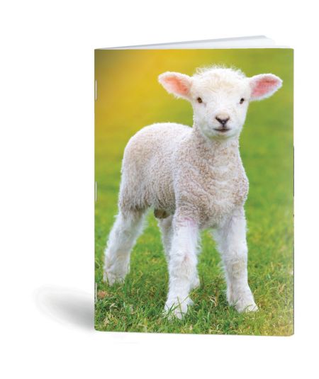 DAVID JONES RUKSAK ŽENSKO CRVENI-20P-6276-2-RED